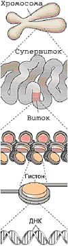 Рисунок хромосомы